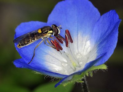 Syrphid Fly on Baby Blue Eyes
