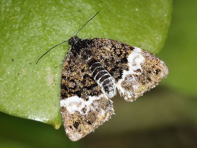 Owlet Moth, Annaphila diva