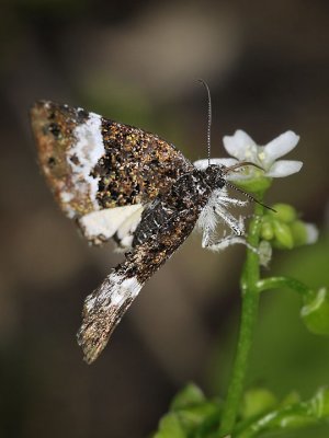 Owlet Moth, Annaphila diva