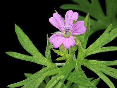 Geraniaceae: Geranium, Erodium