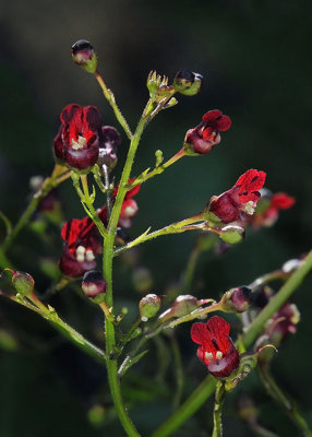 Scrophulariaceae: Cordylanthus, Scrophularia, Verbascum