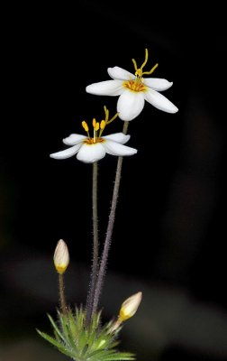 Small-flowered Linanthus, Linanthus parviflorus