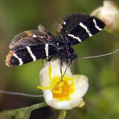 Fairy Moth, Adela trigrapha, male