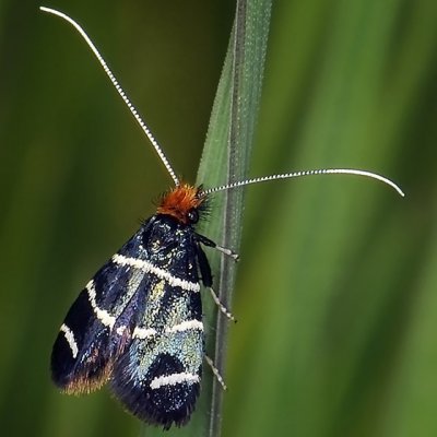 Fairy Moth, Adela trigrapha, female
