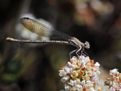 Vivid Dancer, female 