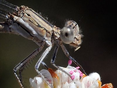 Vivid Dancer, female