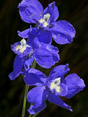 Royal Larkspur