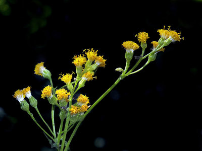 Common Butterweed