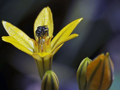 Golden Brodiaea