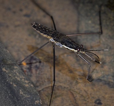 Gerridae: Water Bugs