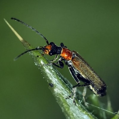 Soldier Beetle, Podabrus sp2
