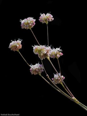 Naked Buckwheat, Eriogonum nudum