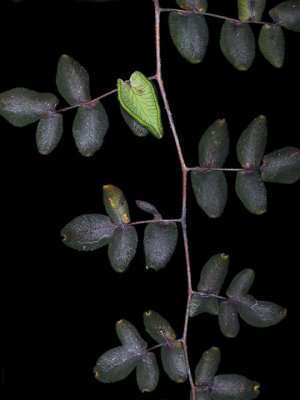 Coffee Fern, Pellaea andromedifolia 