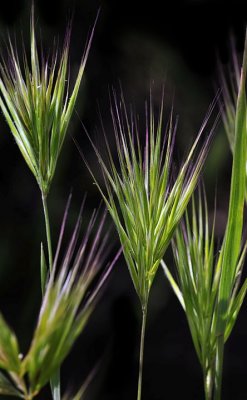 Brome Grass