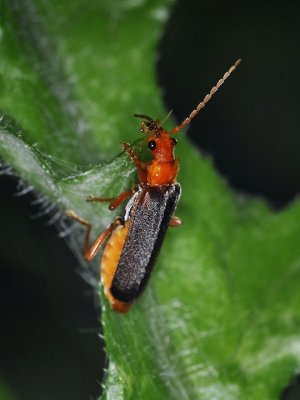 Soldier Beetle. Podabrus sp
