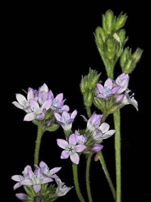 Polemoniaceae: Gilia, Linanthus, Navarettia