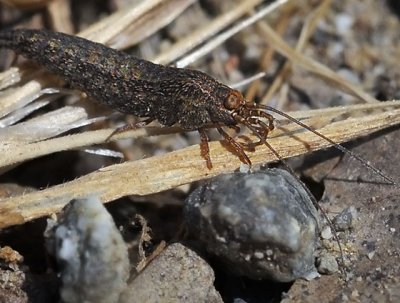 Bristletails: Order Microcoryphia