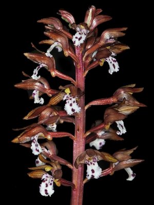 Orchidaceae: Orchids, Coralroots