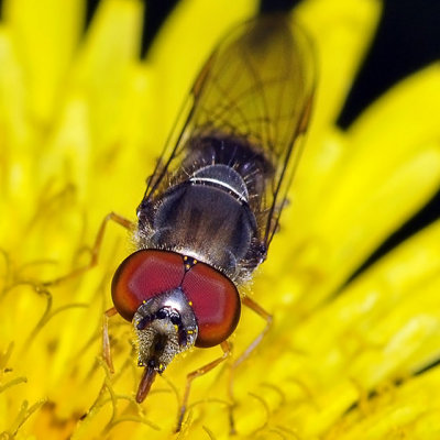 Syrphid Fly, Platycheirus trichopus