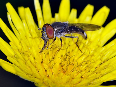 Syrphid Fly, Platycheirus trichopus, male