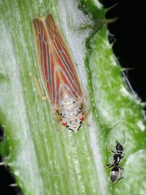 Cicadellidae: Leafhoppers
