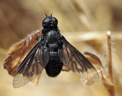 Black Bee Fly, Thyridanthrax atratus, female