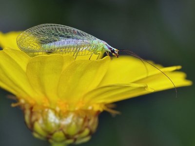 Lacewings: Order Neuroptera