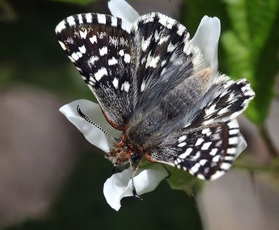Two-banded Checkered Skipper