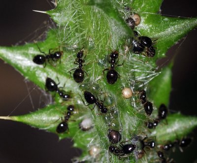 Dairy Ants, aphids