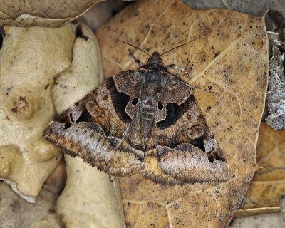 moth, sp