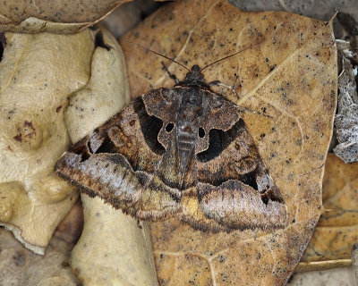 Erebid Moth, Euclidia ardita