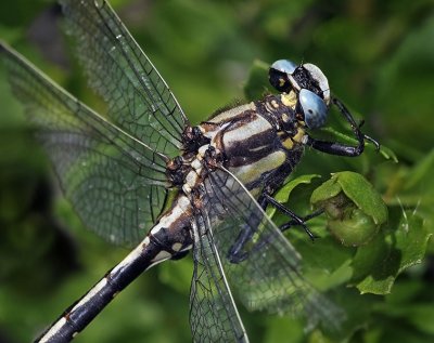Pacific Clubtail, male