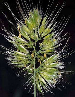 Annual Beard Grass, Polypogon monspeliensis