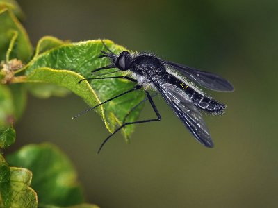 Large Black Bee Fly, Thevenetimyia celer