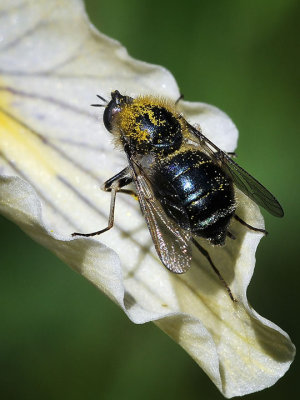 Black Small-headed Fly, Eulonchus tristis
