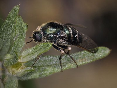 Green Small-headed Fly, Eulonchus marginatus