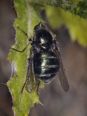 Green Small-headed Fly, Eulonchus marginatus