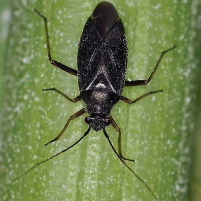 Plant Bug, Irbisia sp