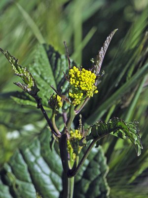 Black Mustard, Brassica nigra