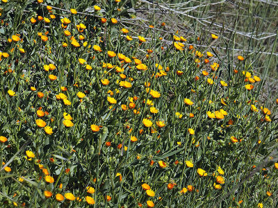 Field Marigold, Calendula arvensis