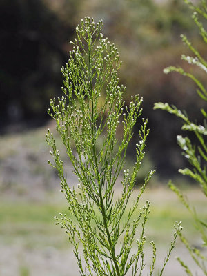 Horseweed, Conyza canadensis