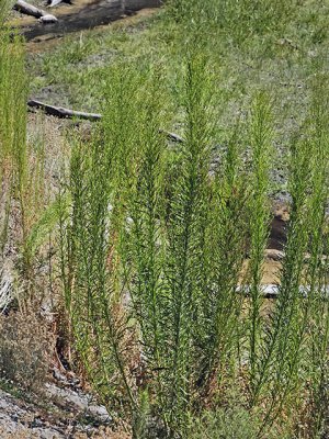 Horseweed, Conyza canadensis