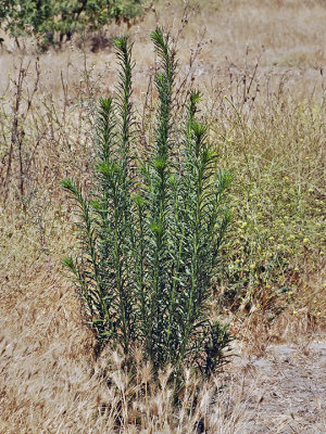 Horseweed, Conyza canadensis