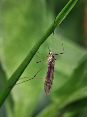 Cranefly sp 