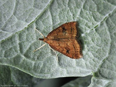 Crambid Snout Moth, Udea profundalis