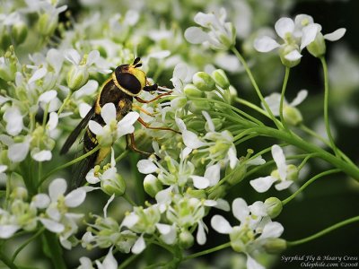 Hover Fly, cf Blera sp