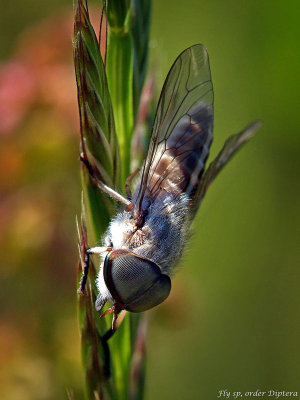 Tabanidae: Horse Flies