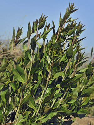 Broad-leaved Peppergrass, Lepidium latifolium