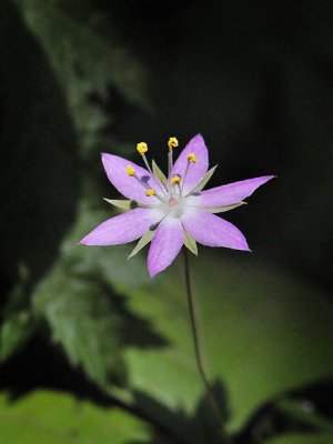 Pacific Starflower, Trientalis latifolia