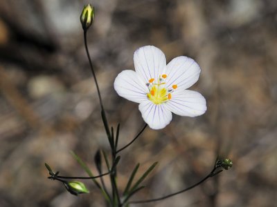 Flax-flowered Linanthus, Linanthus liniflorus